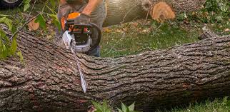 Best Tree Risk Assessment  in Salisbury, NC