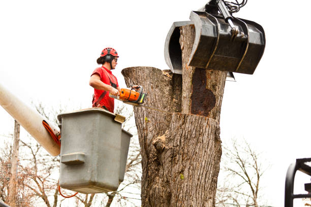 How Our Tree Care Process Works  in  Salisbury, NC
